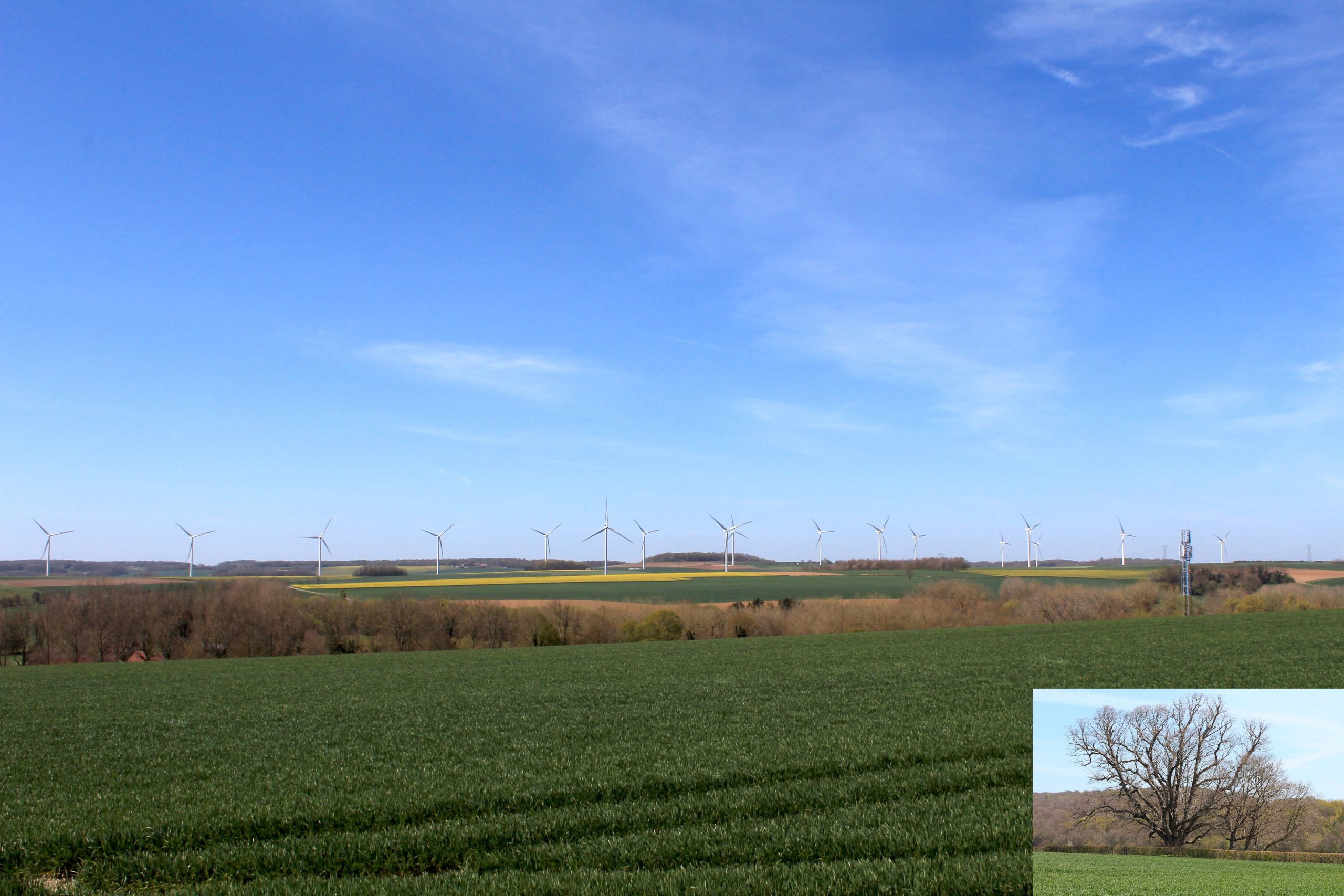 Arbre de la croix notre dame impacté par l'éolien dans la somme