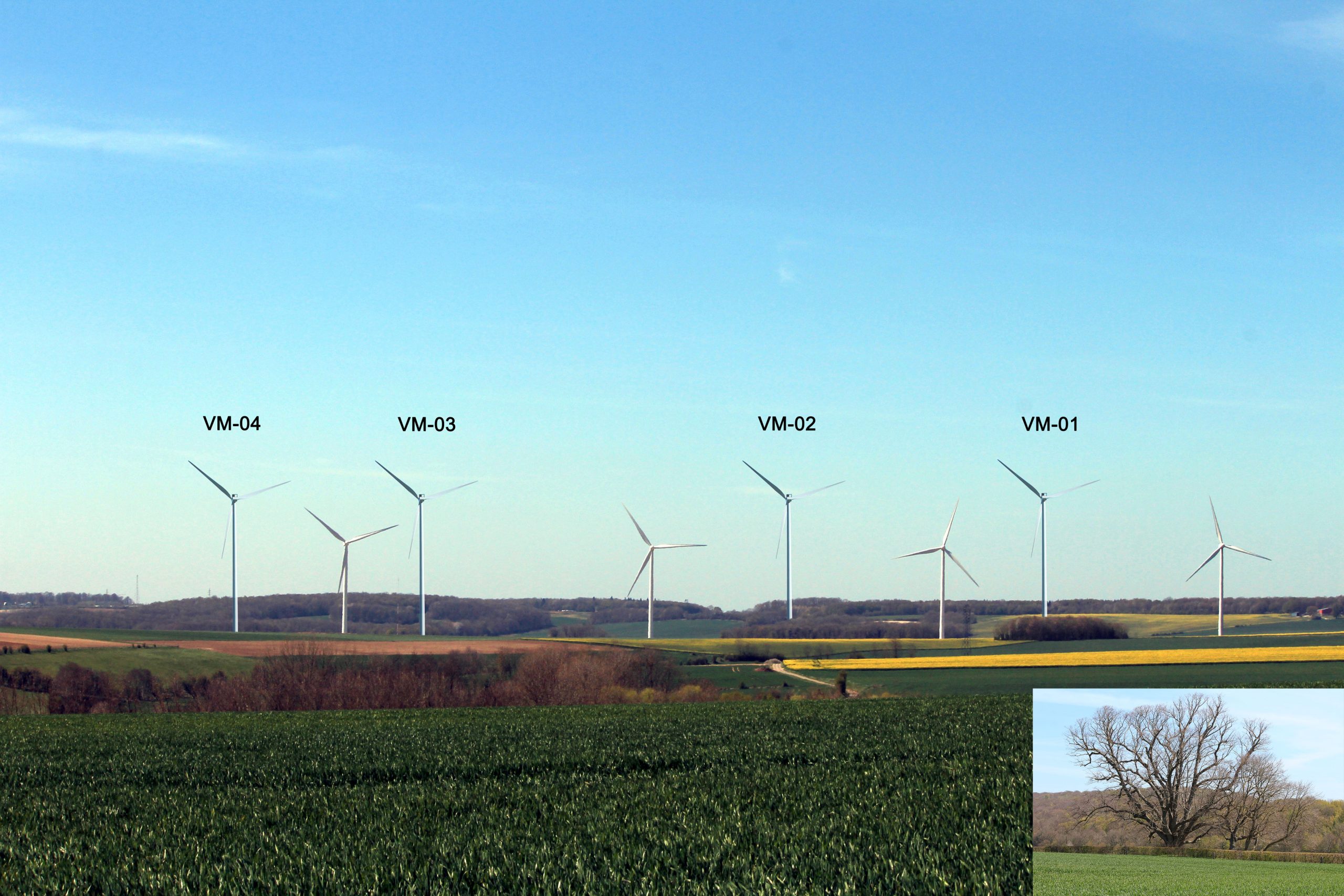 Arbre de la croix notre dame impacté par l'éolien dans la somme